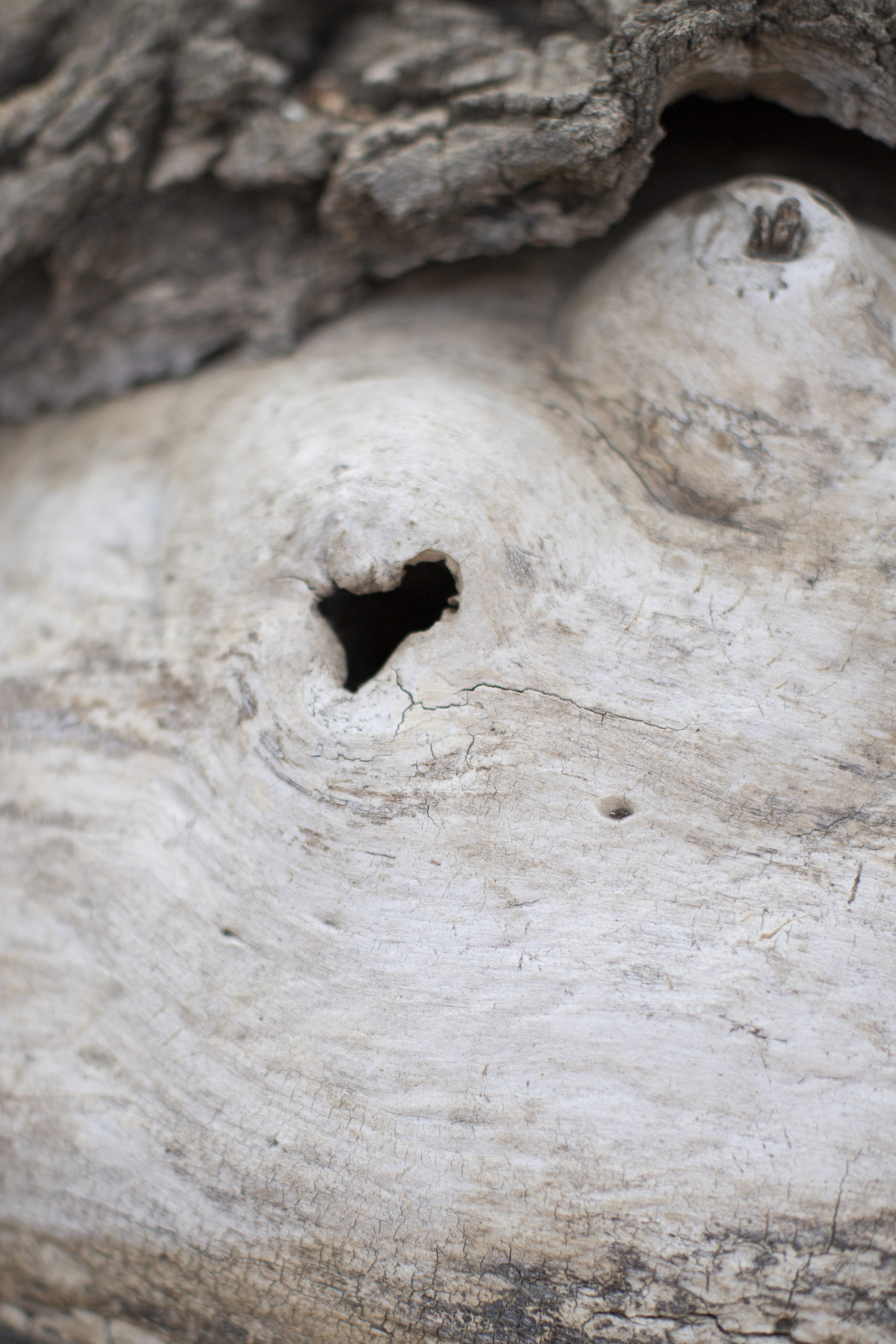 heart hole in tree trunk