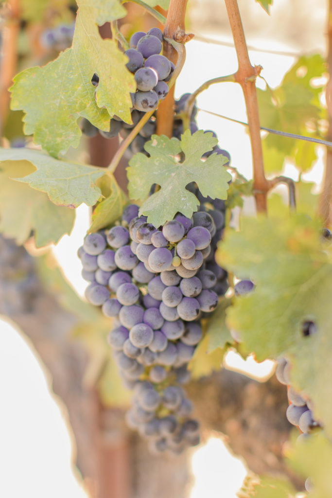 cluster of grapes on vine
